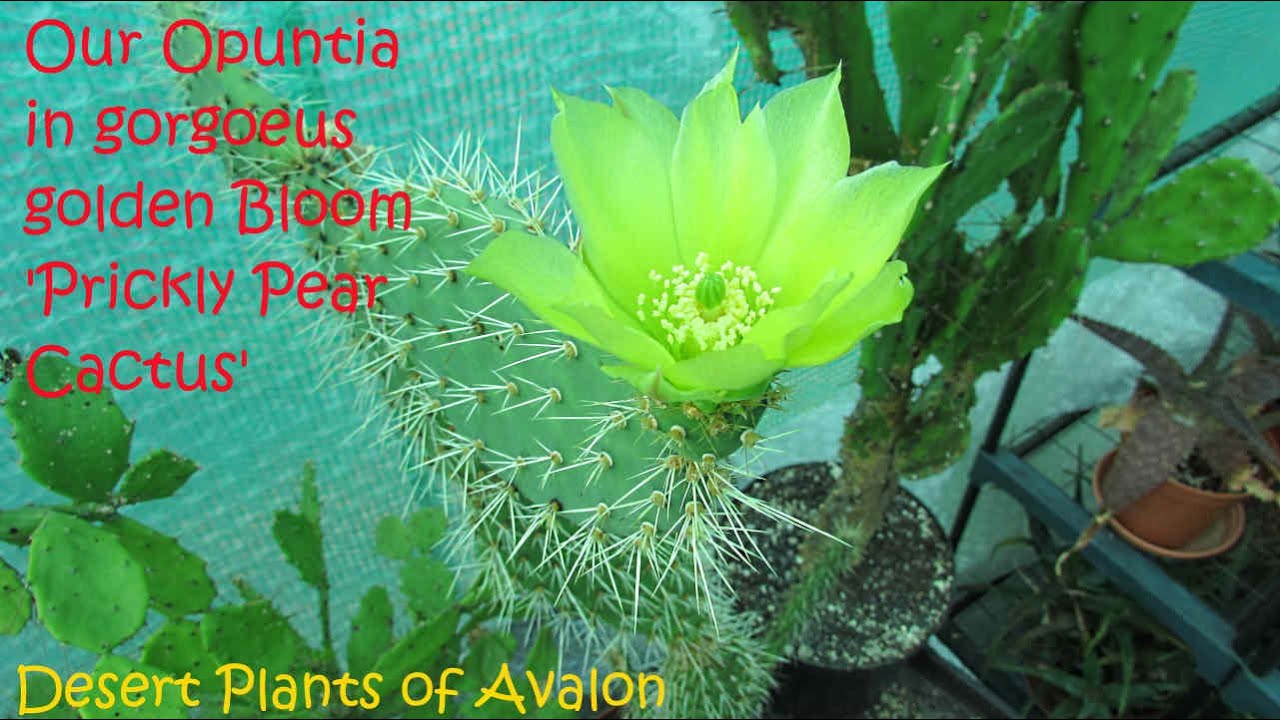 5 New Age Ways To Why Not Check Here On Buy Succulents Online