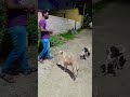 Cute dogs  azhaga catch pidikudu  shorts doglover dog trendingshorts cooking.