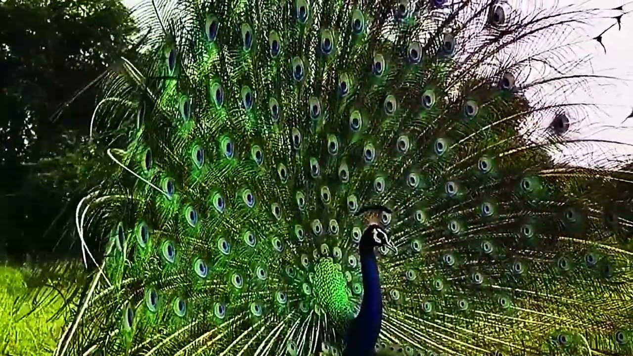 Original Video  Peacock dance | Nature’s Most Mesmerizing Show EVER! 