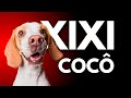 Descubra os Segredos do Comportamento Canino: Respostas às 5 Perguntas Mais Comuns!