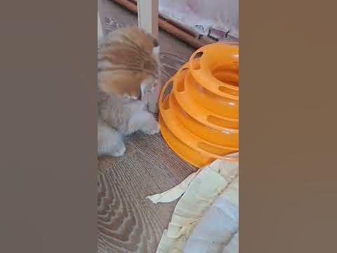 Милая шотландка вислоухая - YouTube
