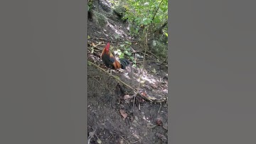 gà rừng mã vàng siêu phẩm.qaib qus daj zoo nkauj