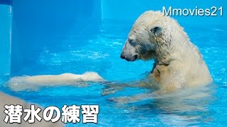 Started practicing diving,Polar Bear cub 目を開けて潜水の練習ホッキョクグマ