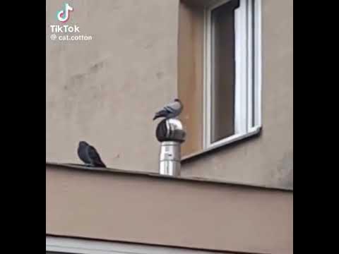 гоубь - YouTube