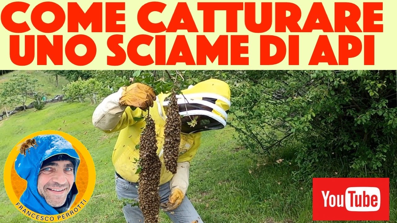 #Apicoltura 2023: Come catturare uno sciame di api, tecnica pratica ! salviamo uno sciame di api.