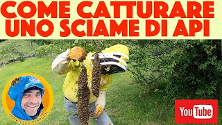 #Apicoltura 2023: Come catturare uno sciame di api, tecnica pratica ! salviamo uno sciame di api.