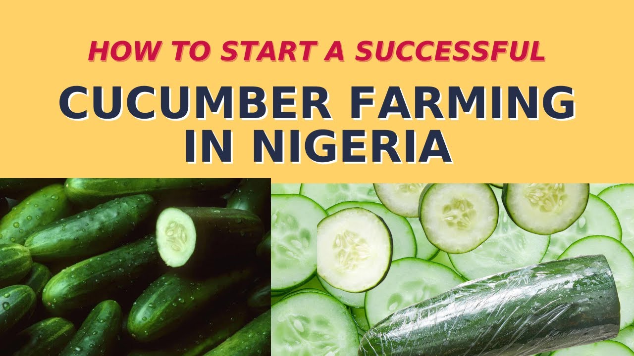 How To Start A Successful Cucumber Farming In Nigeria YouTube