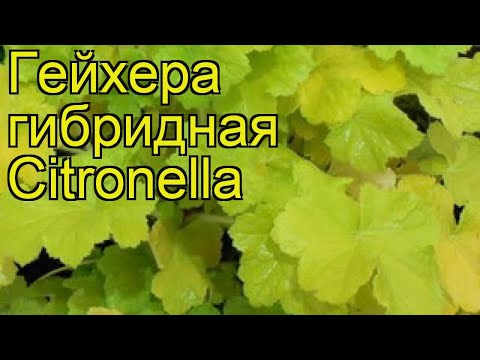 Видео: Засаждане и грижи за Heuchera (26 снимки): отглеждане на многогодишно цвете на открито. Как да трансплантирате растение през есента?