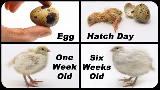 How To Raise JUMBO Quail For Food - Huge Quail = Meat & Eggs. Coturnix Quail.