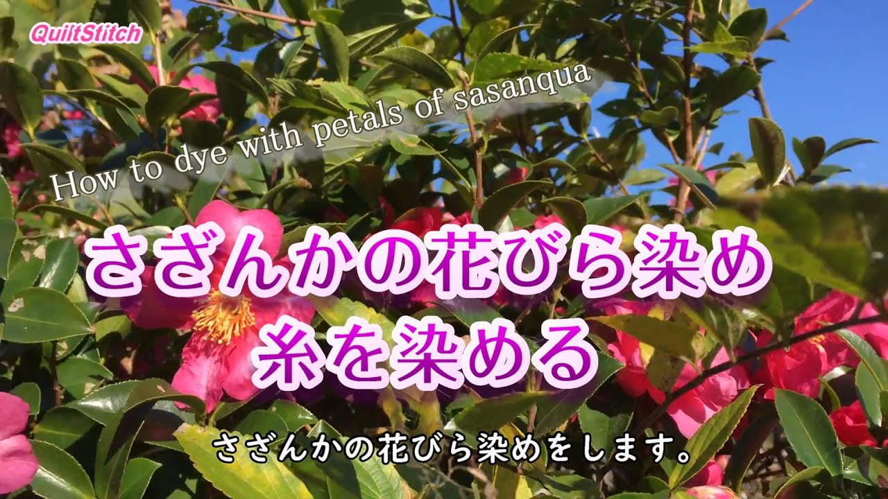 さざんかの花びら染め 紡いだ糸を染める 草木染 ピンクに染める Youtube