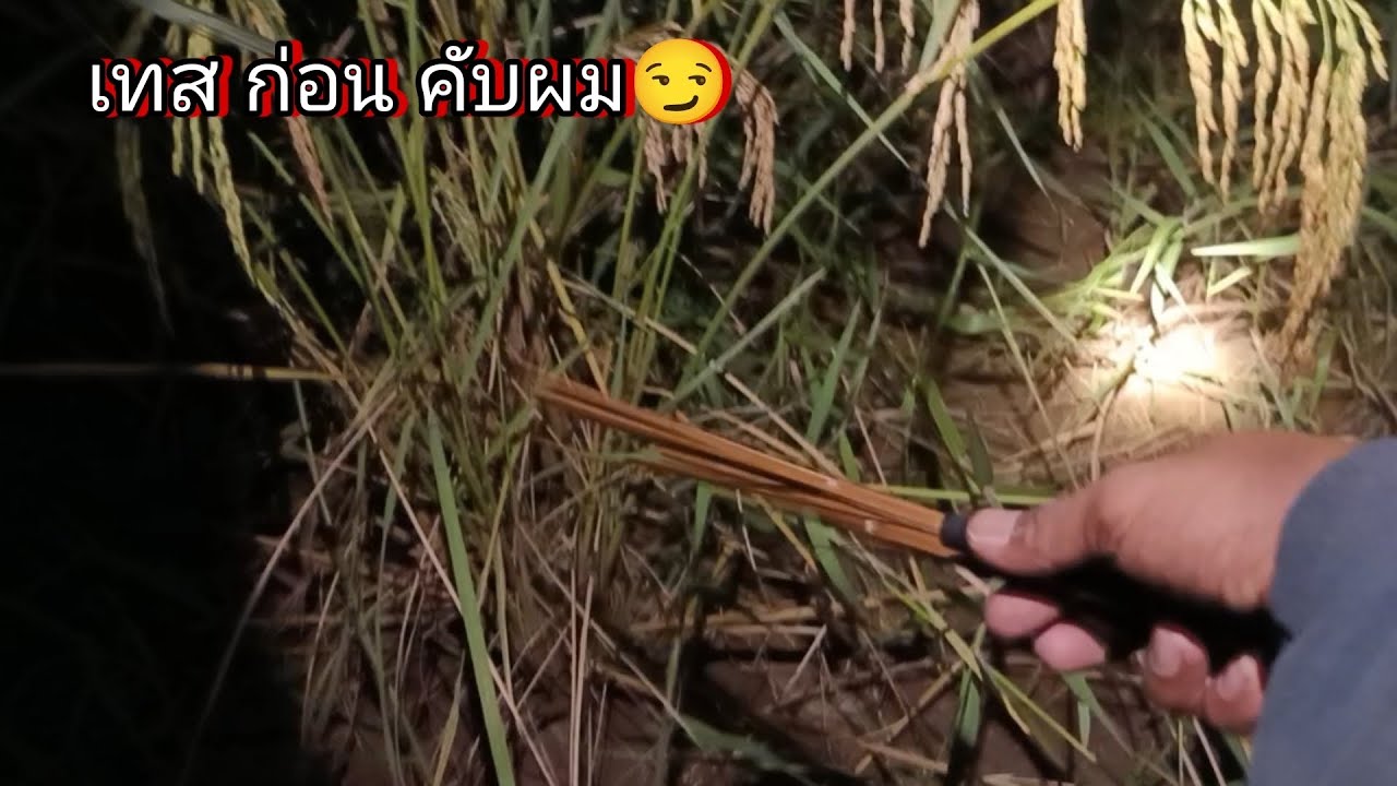สั่นตอกหนู🐀 เทส ดูก่อนคับผม ว่าเข้าหรือไม่เข้า #ดินอีสานตามฤดูกาล