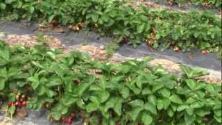 видео: ЛПХ 'Павливские' Урожай винограда (земляники) 2012г. картинка: ЛПХ 'Павливские' Урожай винограда (земляники) 2012г.