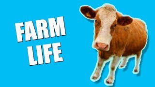 FARM LIFE - CUTE BABY FARM ANIMALS