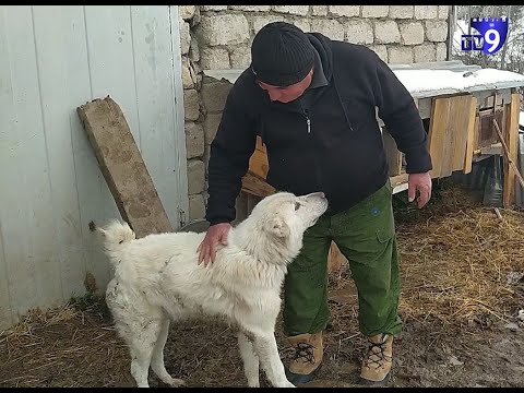ძაღლების მომვლელი \"მეფისწყაროდან\"