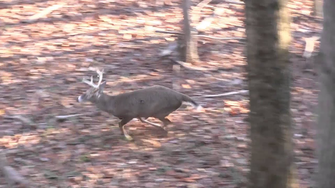 Whitetail Deer Hunting in Carroll County MD YouTube