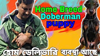 low price Doberman puppy sale West Bengal Kolkata | Doberman dog for sale Kolkata #dog #doberman by pom Tv Love dog & (vlog) 2,377 views 3 months ago 2 minutes, 8 seconds