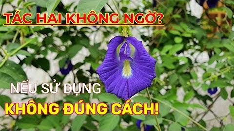 Sự thật về TÁC DỤNG THẦN KỲ CỦA HOA ĐẬU BIẾC ? Nhất định phải xem