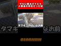 猿とふれあいしてたら思いのほかハンバーグ玉だった奴