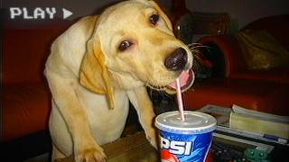 Where Did "Pepsi Dog" Come From?