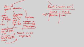 Gene Expression - Introduction II | BIALIGY.com