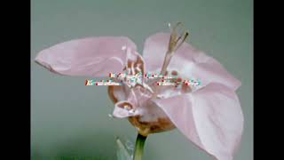 joji-wanted u Lyrics (Terjemahan)