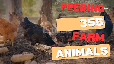 A day in the life of feeding 355 farm animals