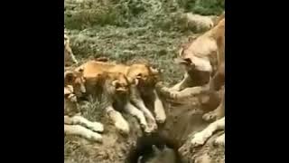 BARUAK TAMVAN - KOMPILASI DUBBING #50
