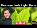 Photosynthesis Light Reaction