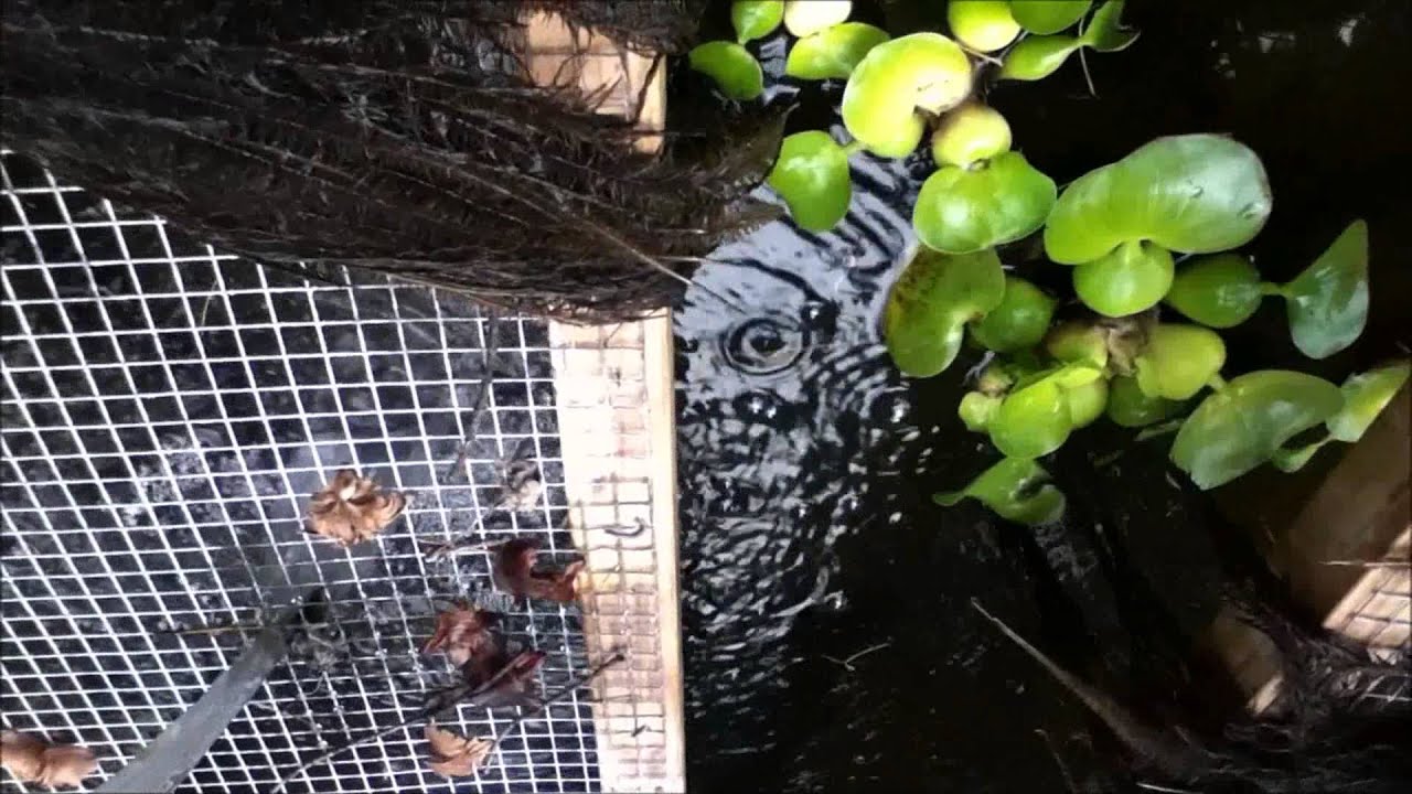 Water Hyacinth upkeep