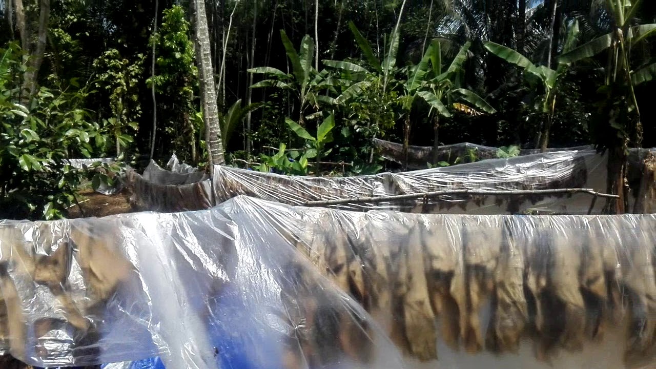 Dried taro leaves from Indonesia