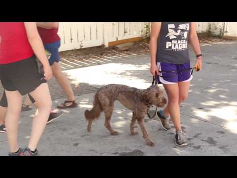 Video: Memahami dan Mengelola Agresi pada Anjing