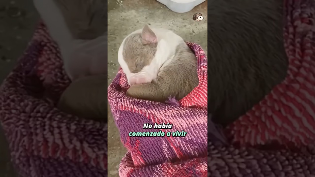 Recién nacida la querían dormir