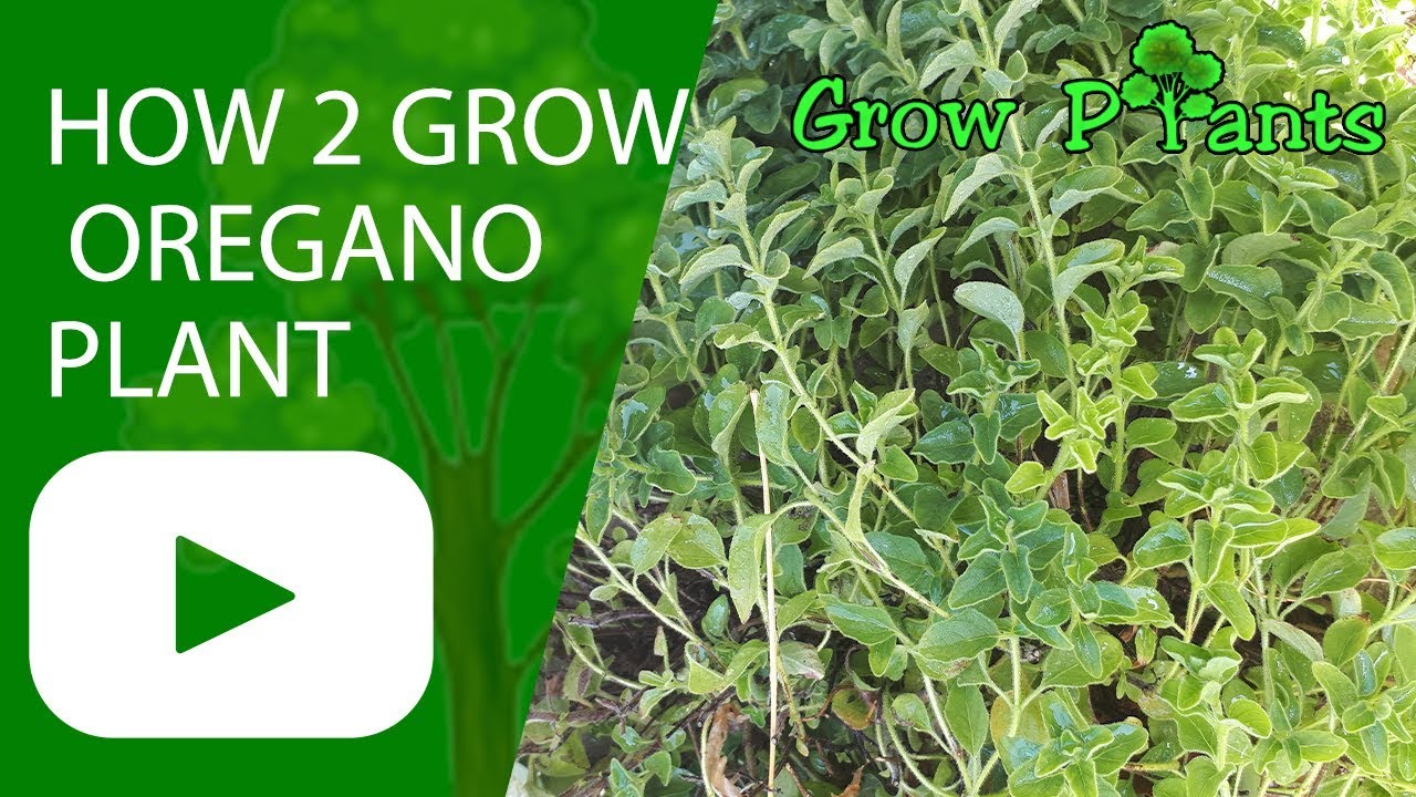 How to grow Oregano plant 