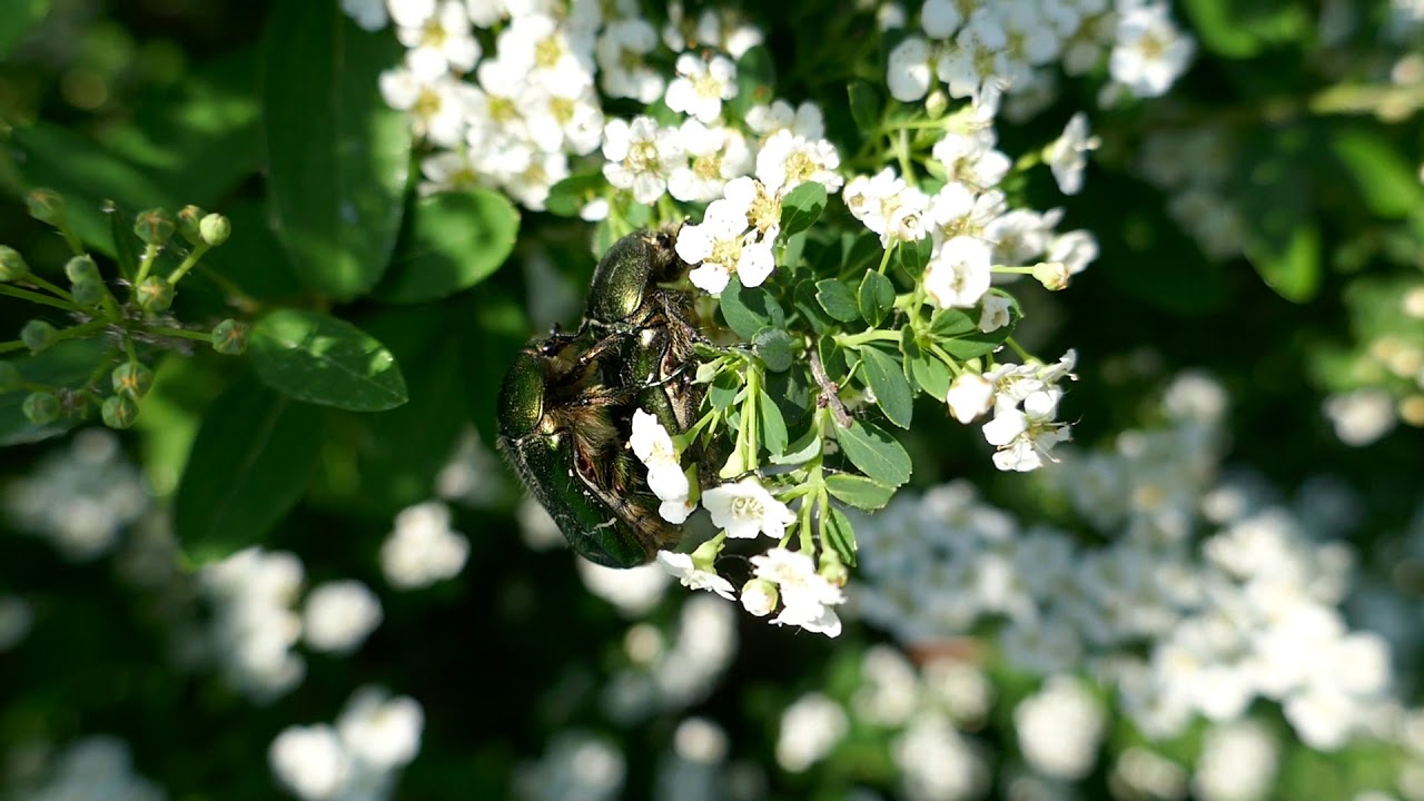 Rosenkäferpärchen auf Spierstrauch
