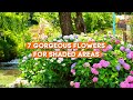 7 magnifiques fleurs pour les zones ombrages   plantes dt aimant lombre 
