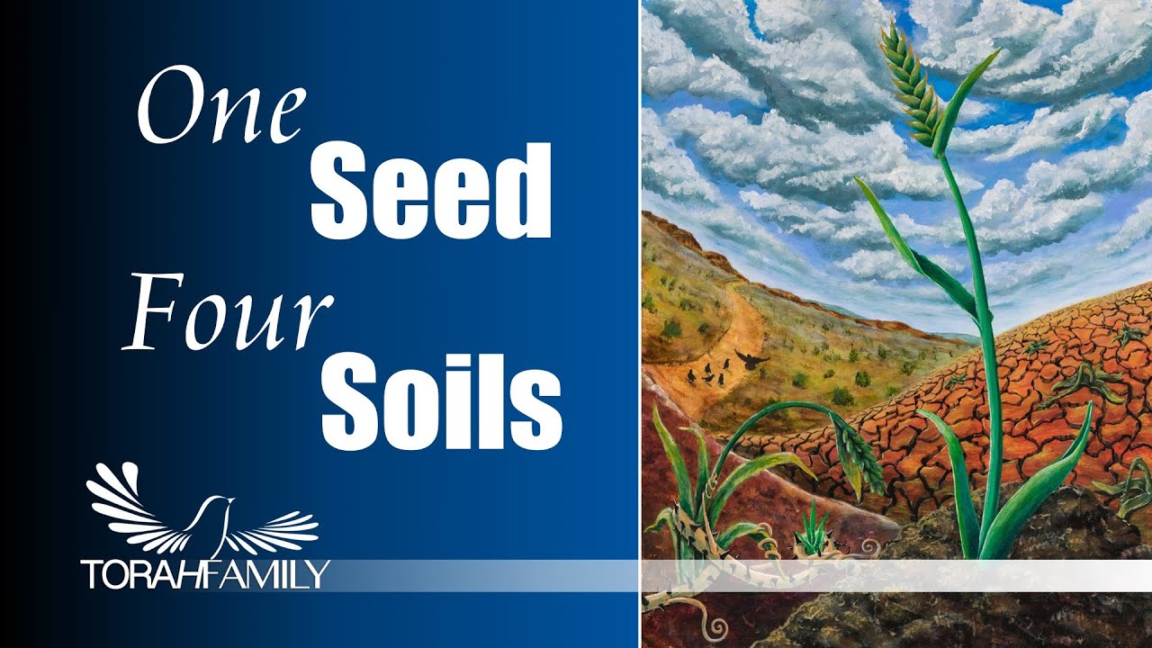 One Seed Four Soils