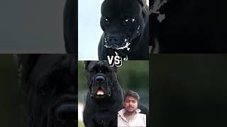 Pitbull VS TURKISH KANGAL, CANE CORSO, GERMAN SHEPHERD, MOST INTIMADATING DOG BREED🐕