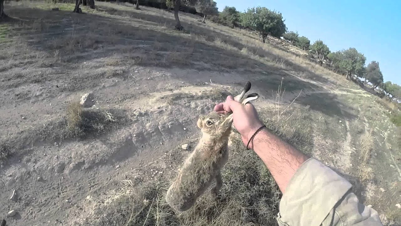 Hare Hunting Cyprus YouTube