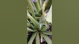How to fertilize aloe vera pots to make them grow fast in just 30 seconds #shorts #aloevera #fypシ