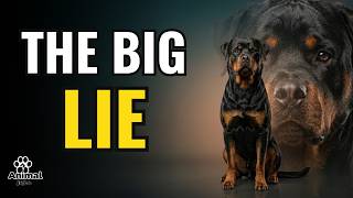 8 ROTTWEILER Myths People Still Believe (The Truth)