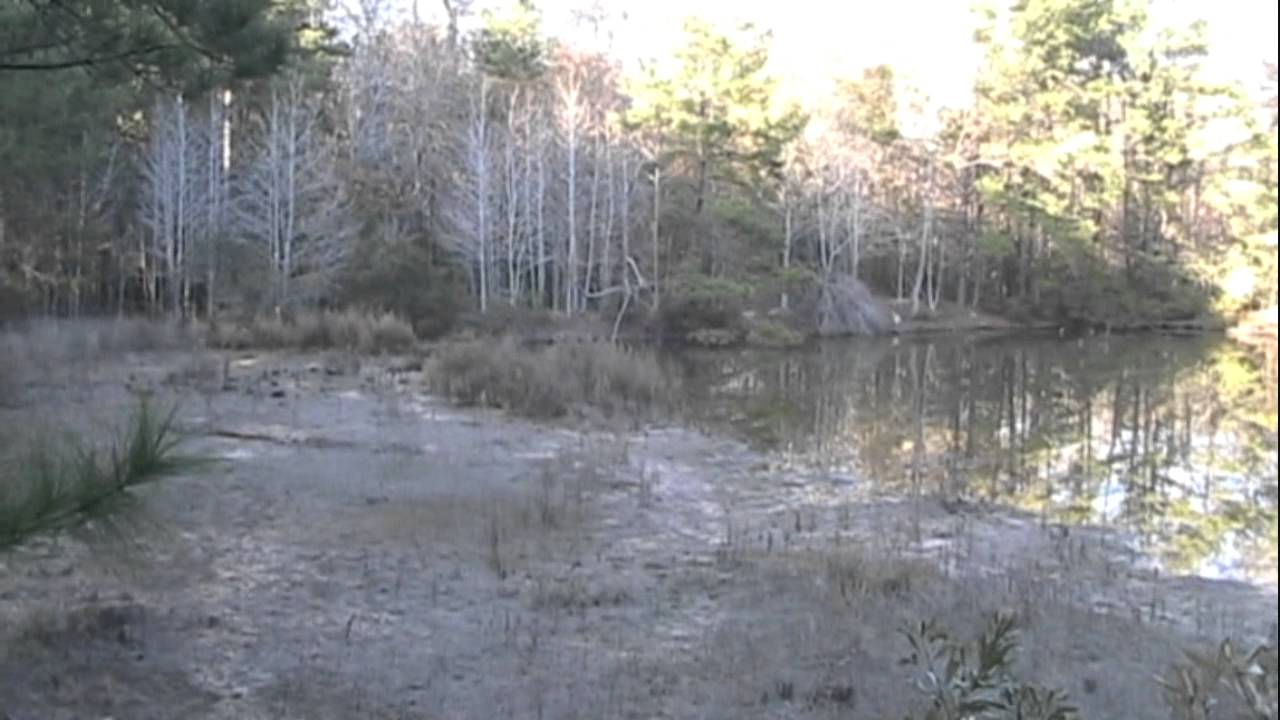 Public hunting Texas National Forest (Type 2 ) secret deer 