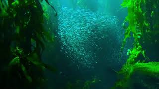 Sardine Feeding Frenzy with Sharks, Penguins and More | 4k ultra HD VIDEO || by HOW TO ANIMALS