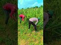 બાજરી વઢવા નો વલ્ક વિડિયો// bajari vad vanal vlogs Jay AagMata official #funny