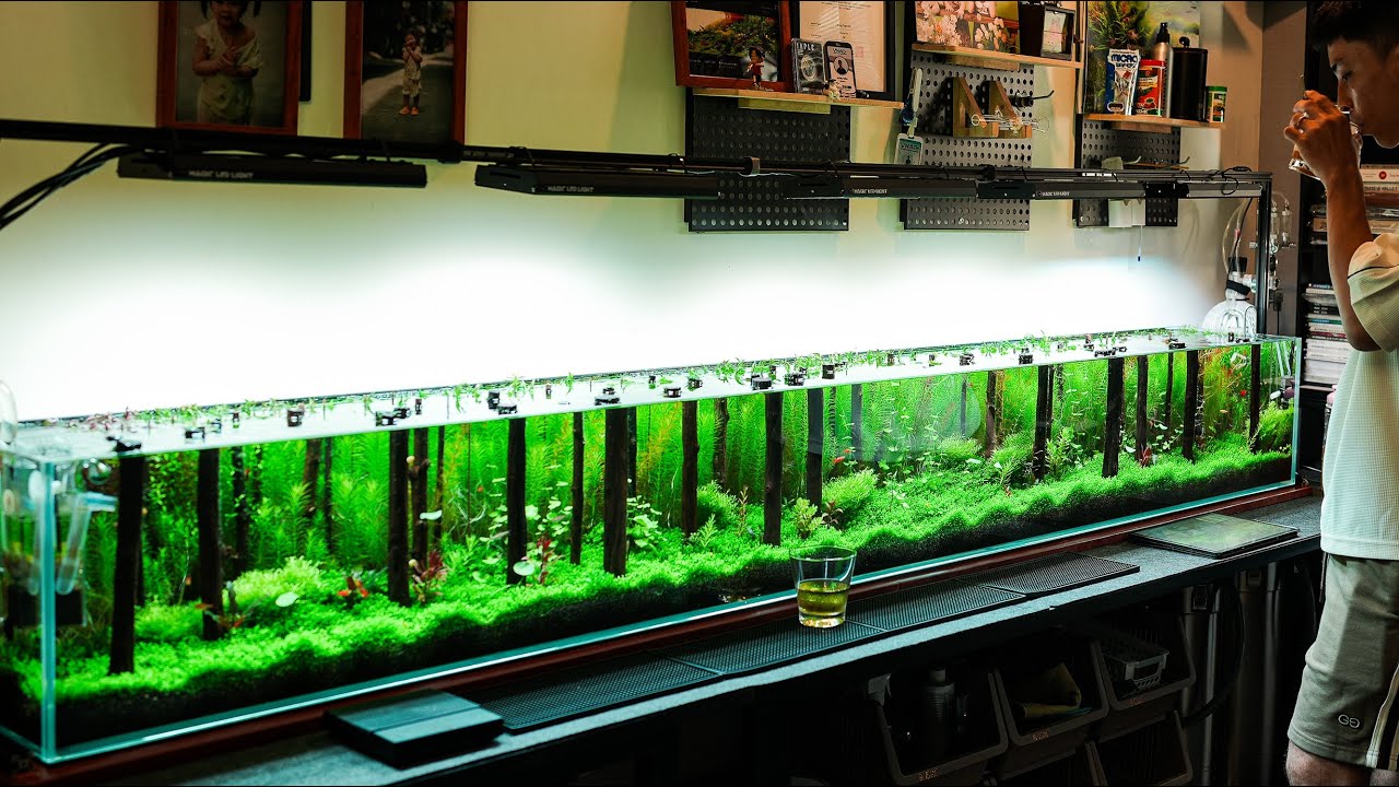 #11 Мелодия леса | 240 см | Самый «сверхдлинный» аквариум, который я когда-либо делал