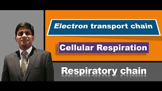 Electron transport chain: Cellular respiration: Respiratory chain:  biochemistry