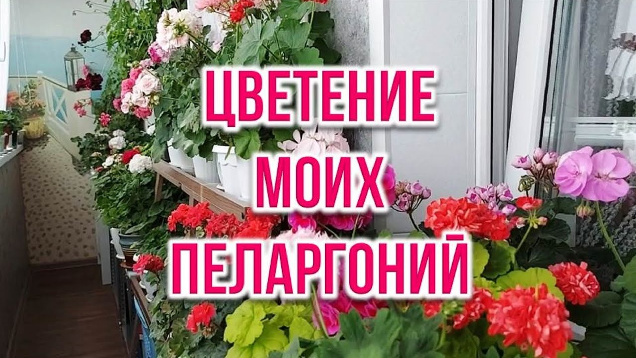 Цветение моих пеларгоний. Выпуск от 03.06.22