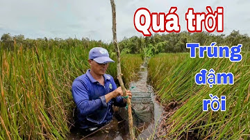 Trúng Lớn ! Đặt Lú Trong Đất Lâm Bỏ Hoang, Dính Toàn Lươn Rắn Khổng Lồ.
