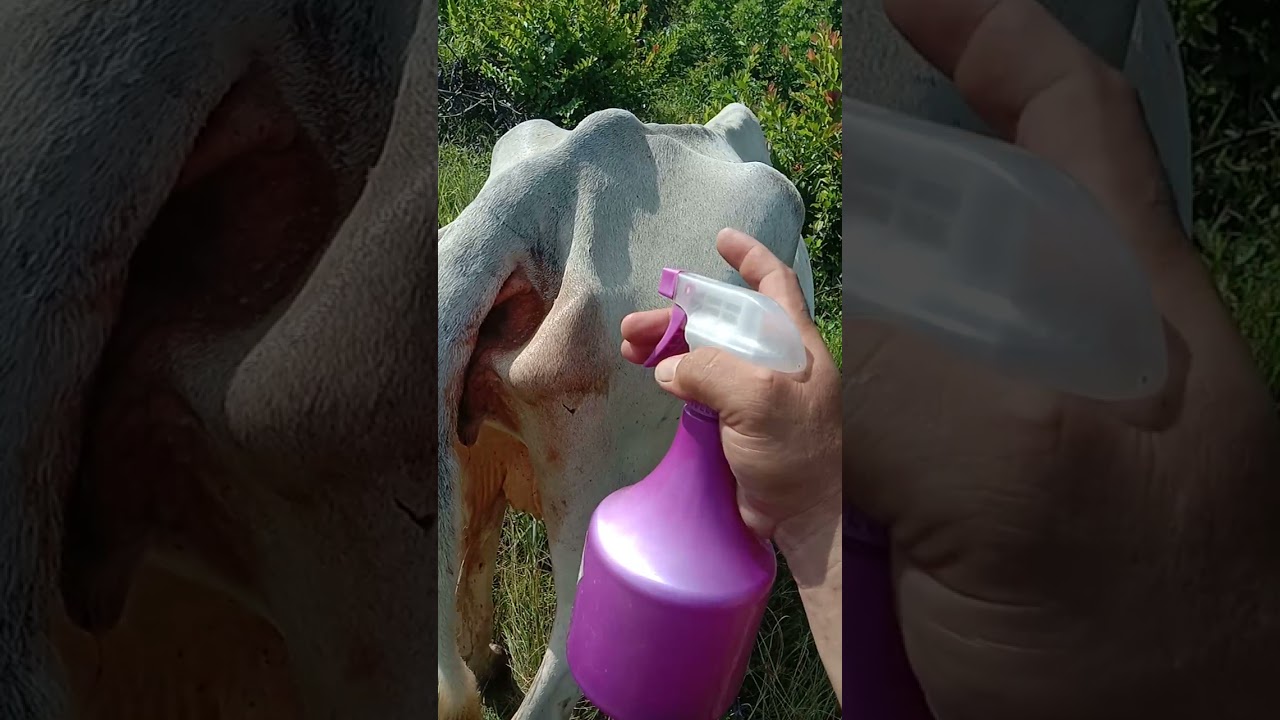 pag aaply ng pang tagal ng kuto ng baka