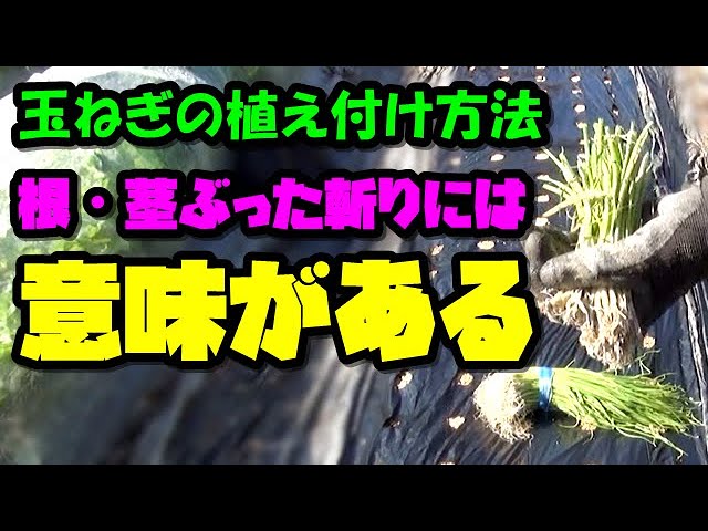 玉ねぎ栽培 農家直伝のプチ裏ワザ 初心者必見 玉ねぎを元気に育てる 植え付け方法のコツ 家庭菜園 Youtube