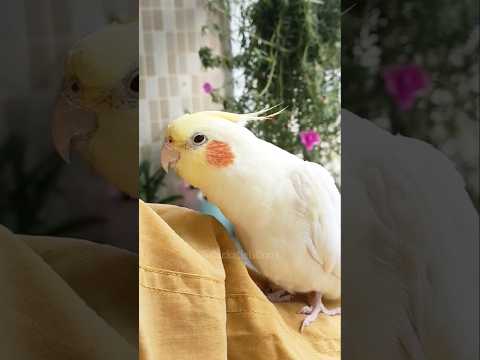 Adorable Cockatiel Jerry's